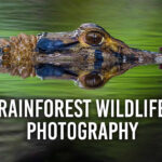 Rainforest Wildlife Photography Tips