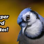 How to Take Sharper Bird Photos