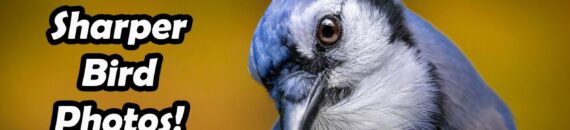 How to Take Sharper Bird Photos