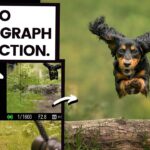 Dogs in Motion Photography Tutorial