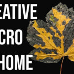 Macro Leaf At-Home Photography Tutorial