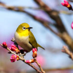 How to Find Birds to Photograph