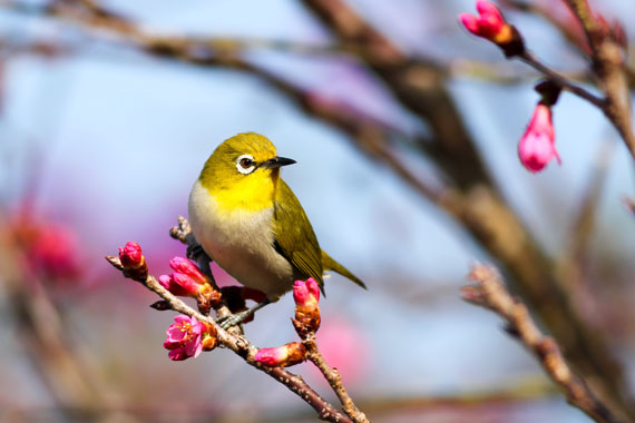 finding birds