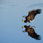 Camera Settings for Birds in Flight