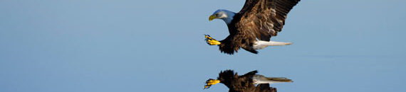 Camera Settings for Birds in Flight