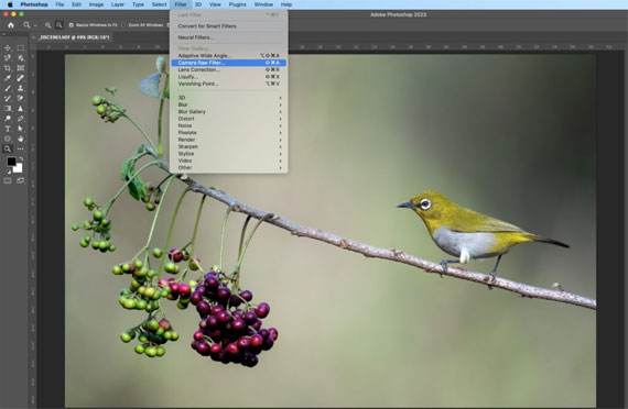 camera raw filter