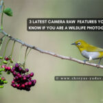 New Camera Raw Features Every Wildlife Photographer Should Master