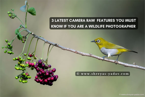 camera raw features