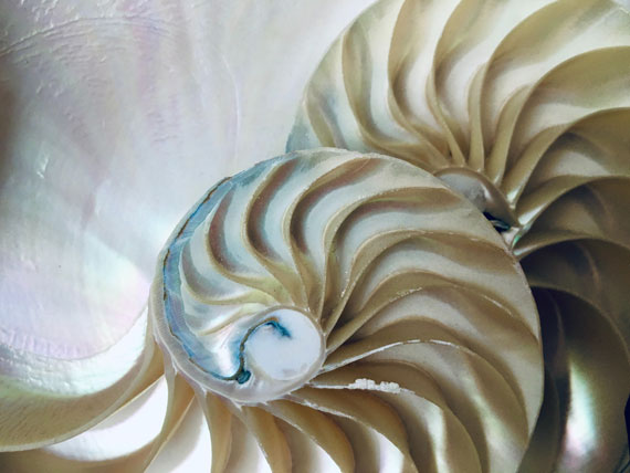 nautilus shell