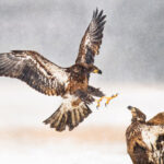 Chasing Feathers: Tips for Photographing Soaring Birds