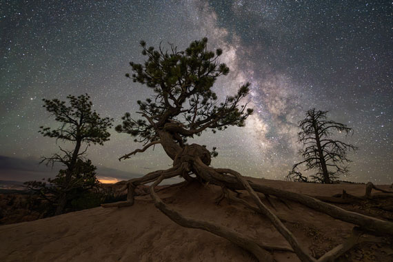 tree with milky way