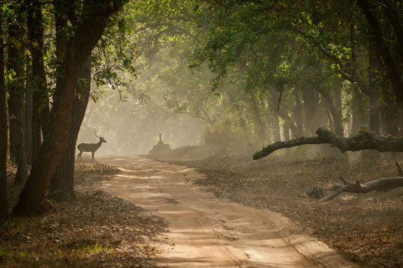 Dappled Light: Techniques for Photographing Speckled Sunlight