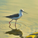 Autofocus Modes for Bird Photography