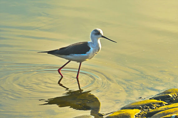 bird autofocus