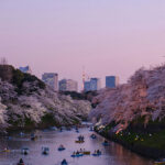Where and When to Photograph Cherry Blossoms